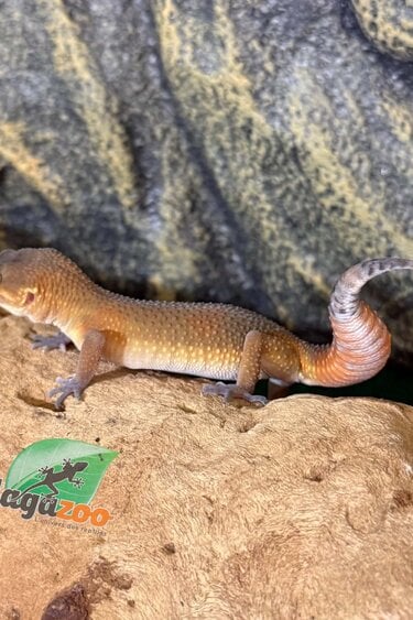 Magazoo Female Light Blacknight Mandarin Leopard gecko 03/27/26 (SPECIAL ORDER)