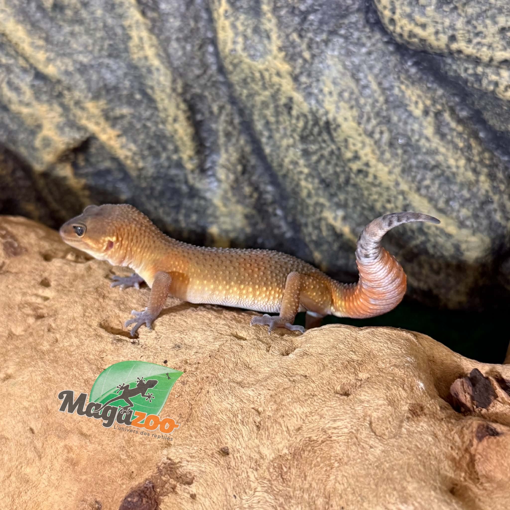Magazoo Female Light Blacknight Mandarin Leopard gecko 03/27/26 (SPECIAL ORDER)
