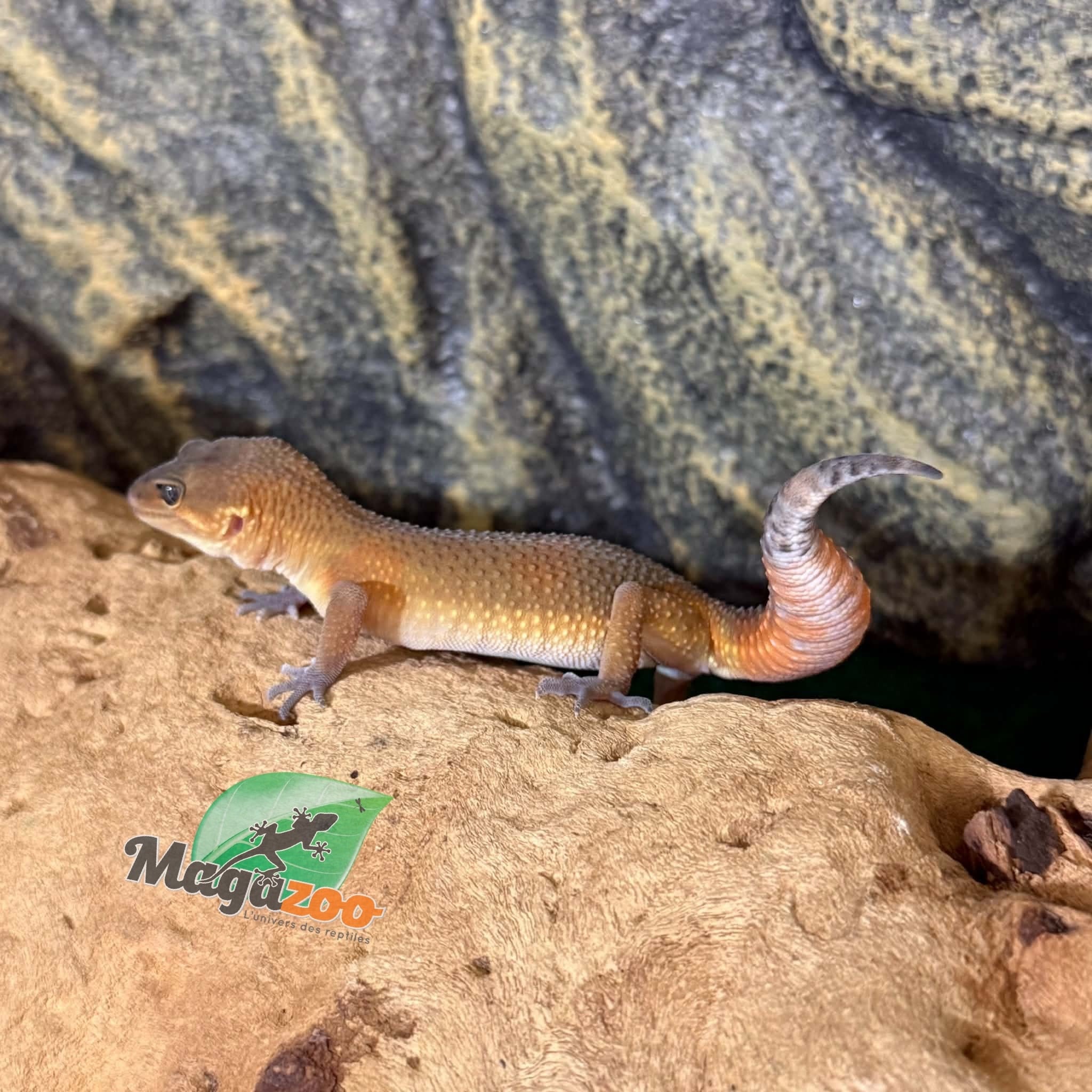 Magazoo Gecko léopard Light Blacknight Mandarin femelle 27/03/26  (EN COMMANDE SPÉCIAL)