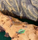 Magazoo Female Light Blacknight Mandarin Leopard gecko 03/27/26 (SPECIAL ORDER)