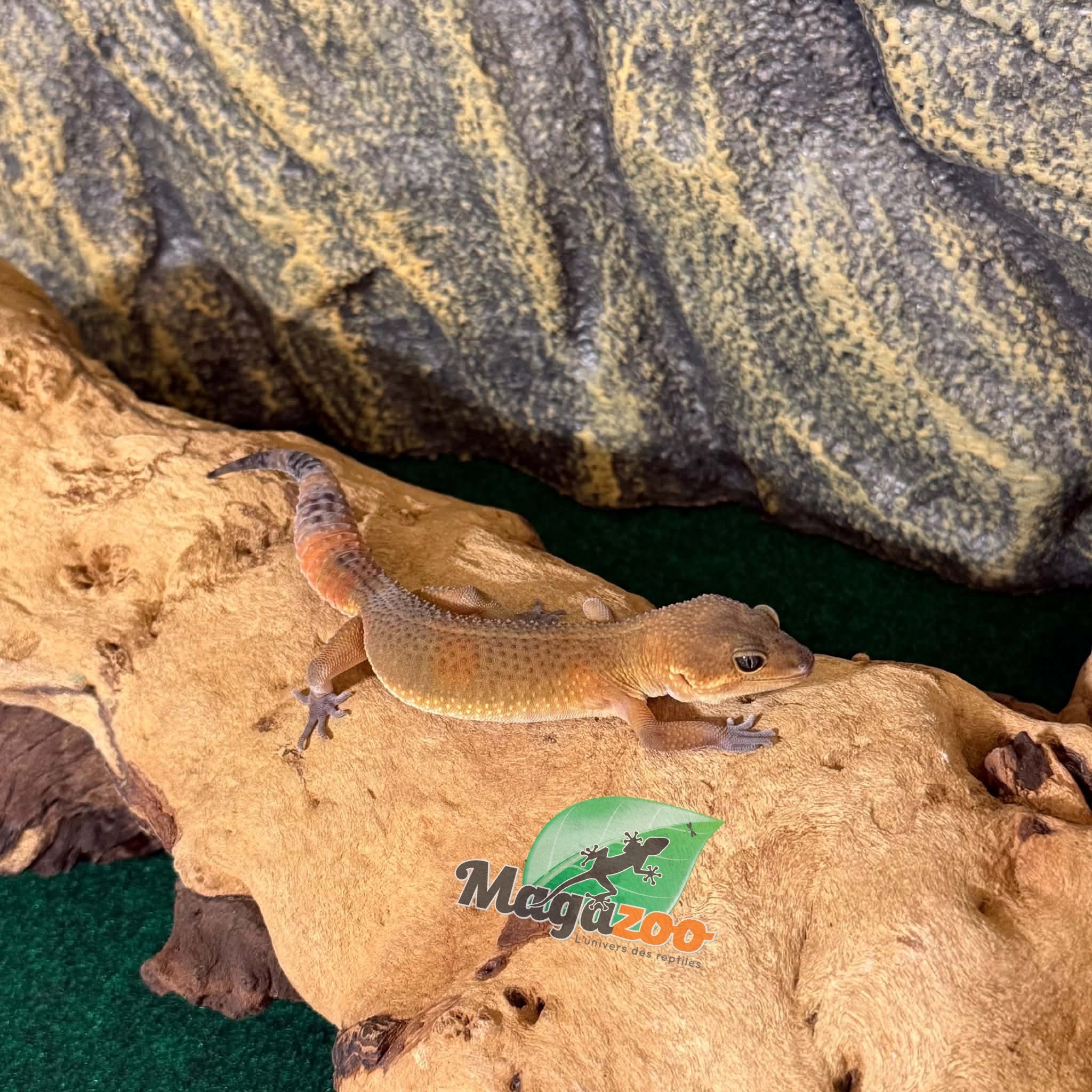 Magazoo Female Light Blacknight Mandarin Leopard gecko 03/27/26 (SPECIAL ORDER)