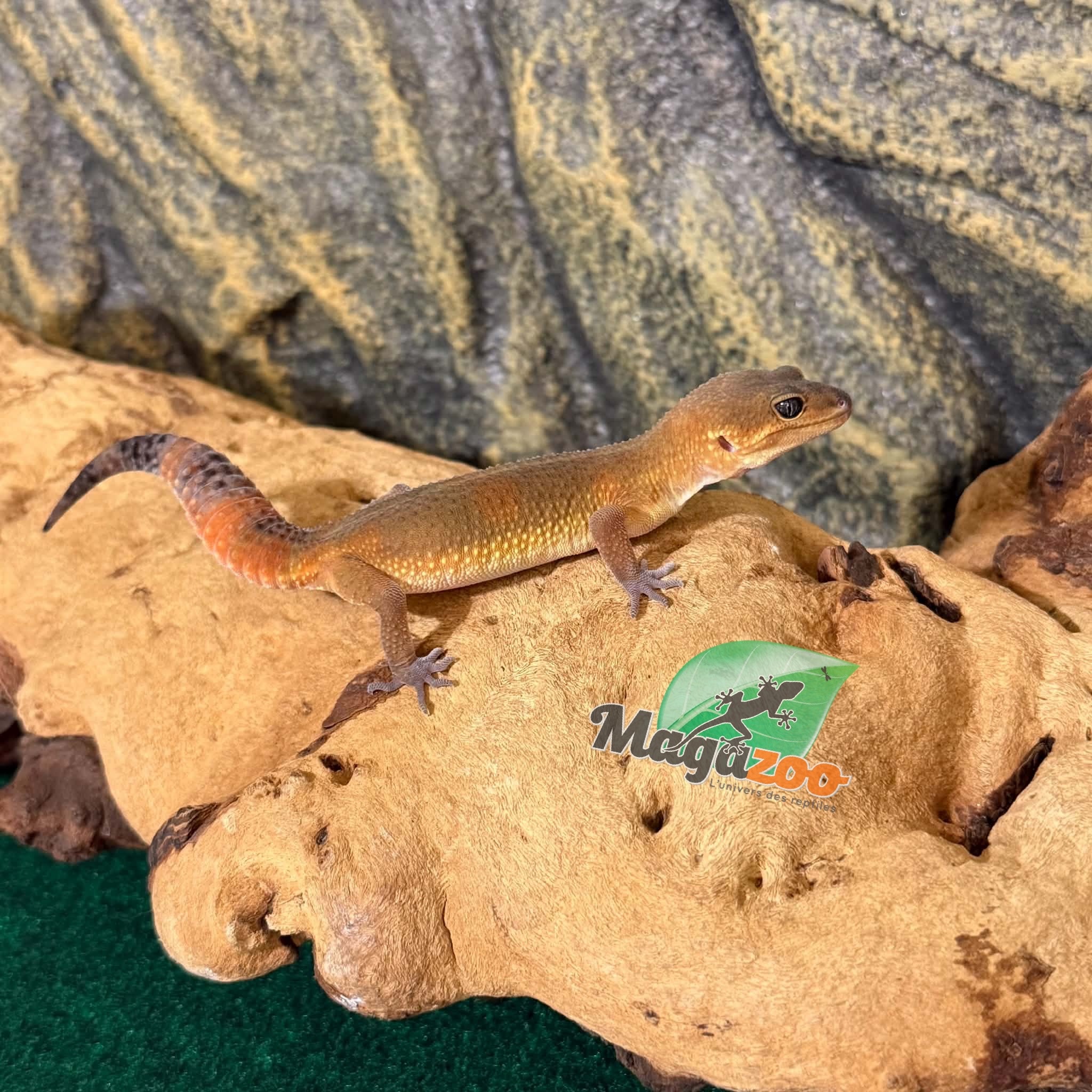 Magazoo Female Light Blacknight Mandarin Leopard gecko 03/27/26 (SPECIAL ORDER)