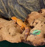 Magazoo Female Volcano Leopard Gecko 01/24/26 (SPECIAL ORDER)