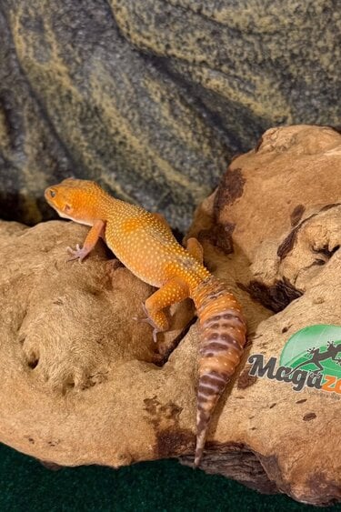 Magazoo Gecko léopard Volcano femelle 24/01/26  (EN COMMANDE SPÉCIAL)