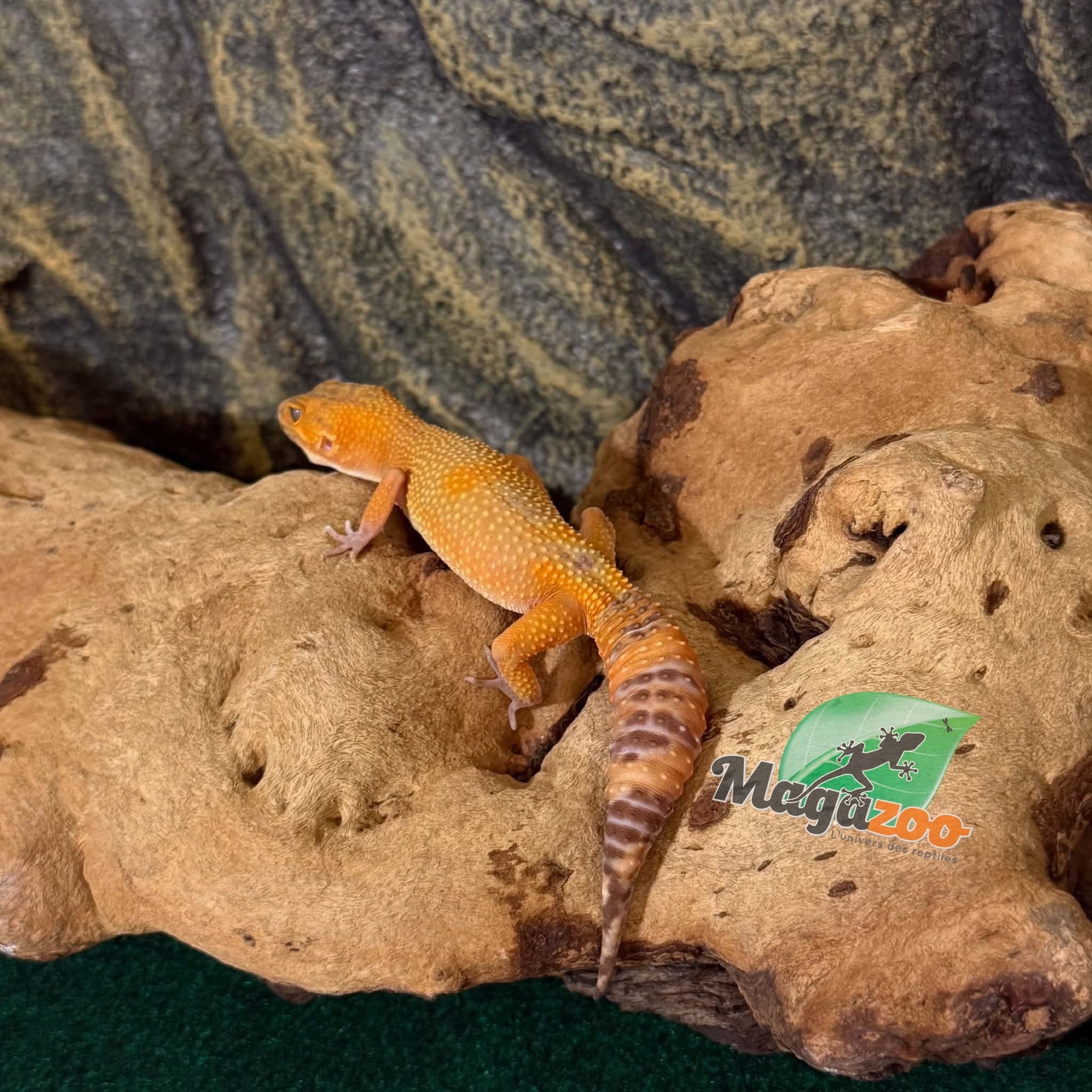 Magazoo Gecko léopard Volcano femelle 24/01/26  (EN COMMANDE SPÉCIAL)