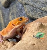Magazoo Gecko léopard Volcano femelle 24/01/26  (EN COMMANDE SPÉCIAL)