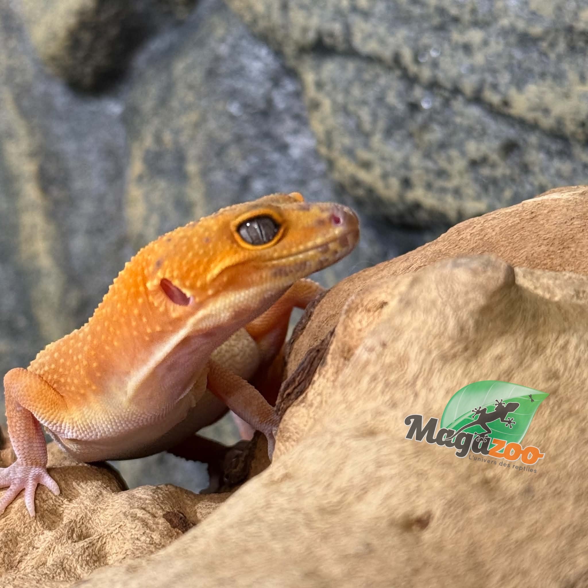 Magazoo Female Volcano Leopard Gecko 01/24/26 (SPECIAL ORDER)