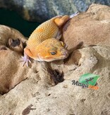 Magazoo Female Volcano Leopard Gecko 01/24/26 (SPECIAL ORDER)
