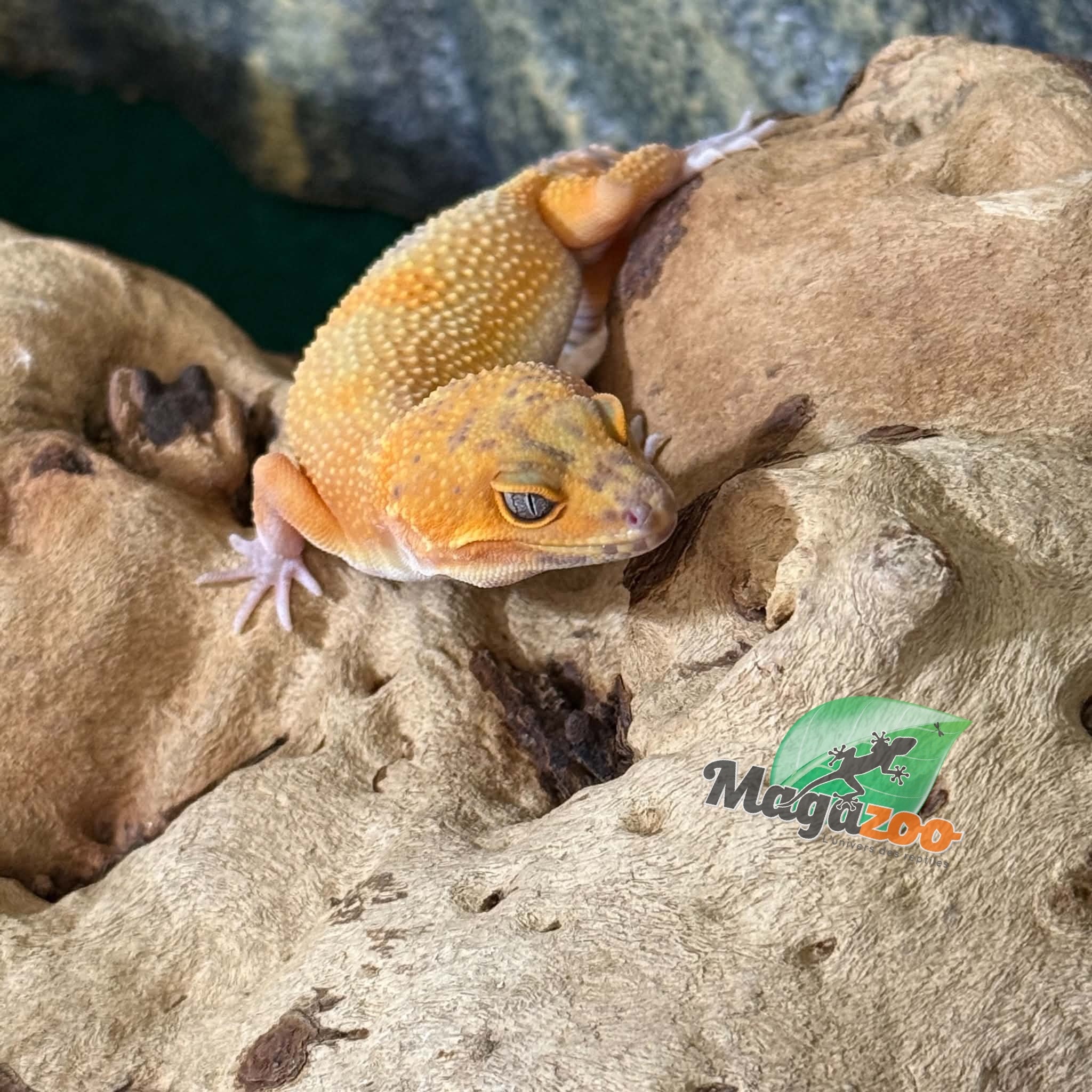 Magazoo Female Volcano Leopard Gecko 01/24/26 (SPECIAL ORDER)