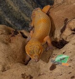 Magazoo Female Volcano Leopard Gecko 01/24/26 (SPECIAL ORDER)