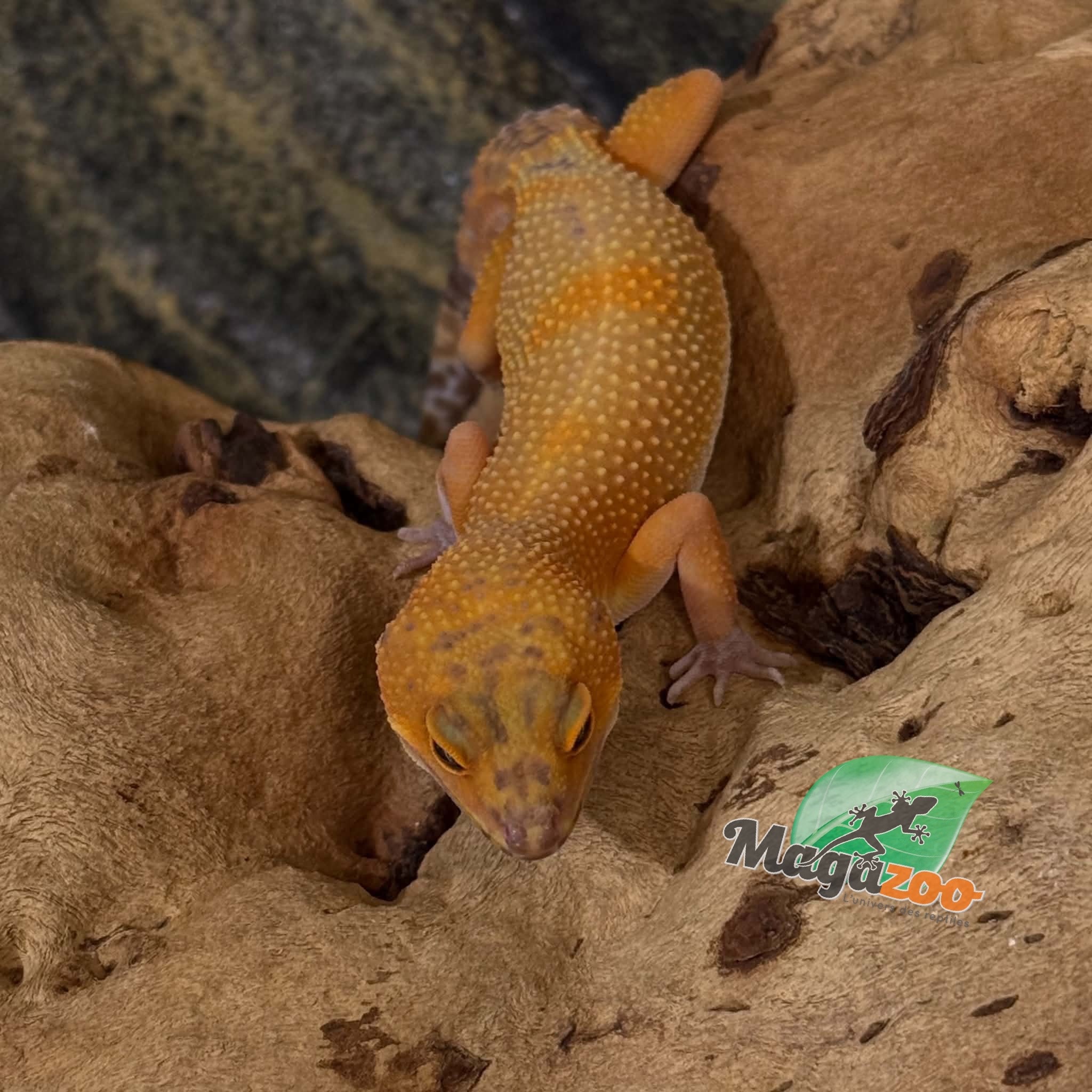 Magazoo Female Volcano Leopard Gecko 01/24/26 (SPECIAL ORDER)