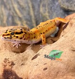 Magazoo Female Firebold Leopard Gecko 04/09/26 (SPECIAL ORDER)
