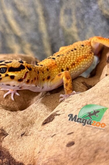 Magazoo Gecko léopard Firebold femelle 09/04/26  (EN COMMANDE SPÉCIAL)