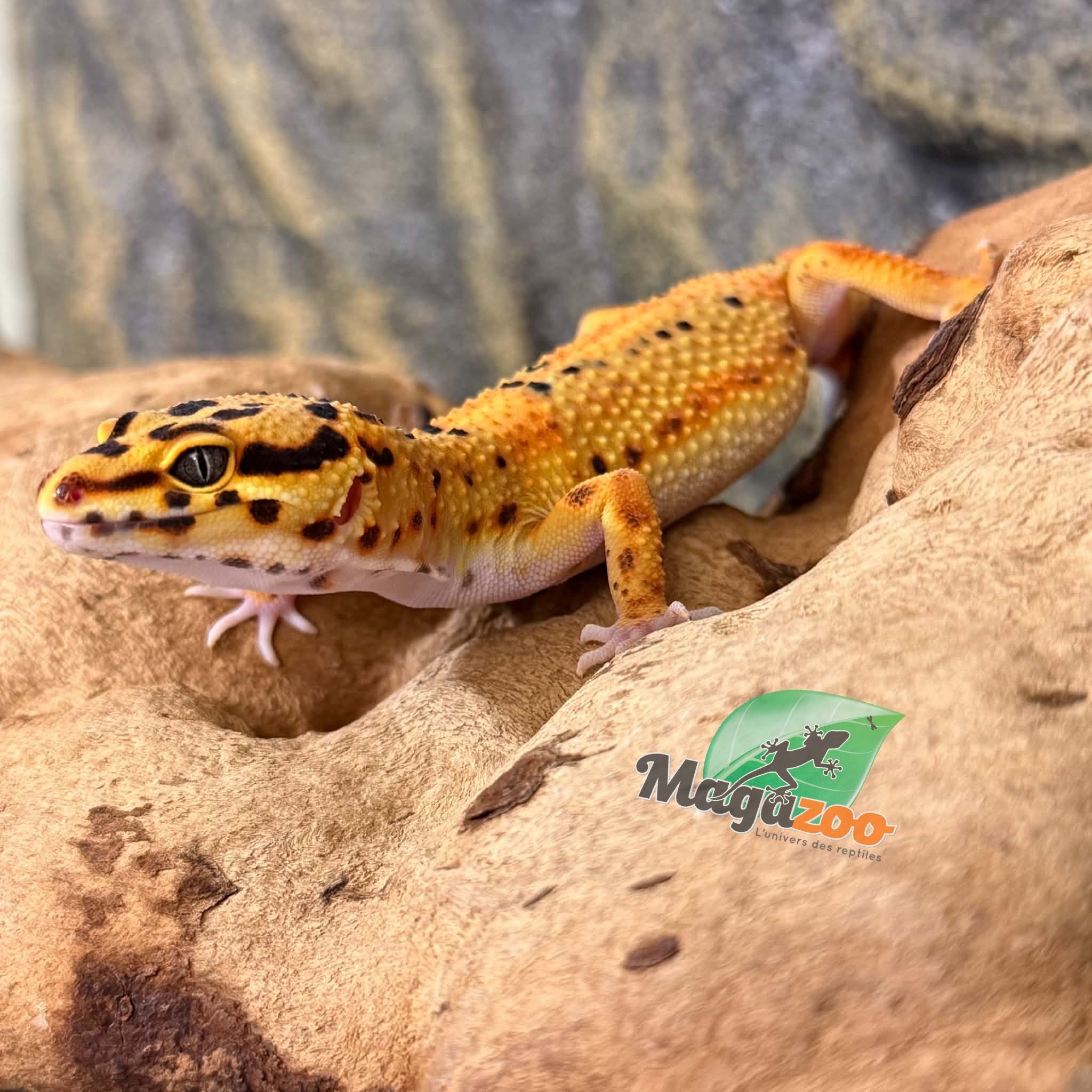 Magazoo Female Firebold Leopard Gecko 04/09/26 (SPECIAL ORDER)