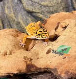 Magazoo Female Firebold Leopard Gecko 04/09/26 (SPECIAL ORDER)