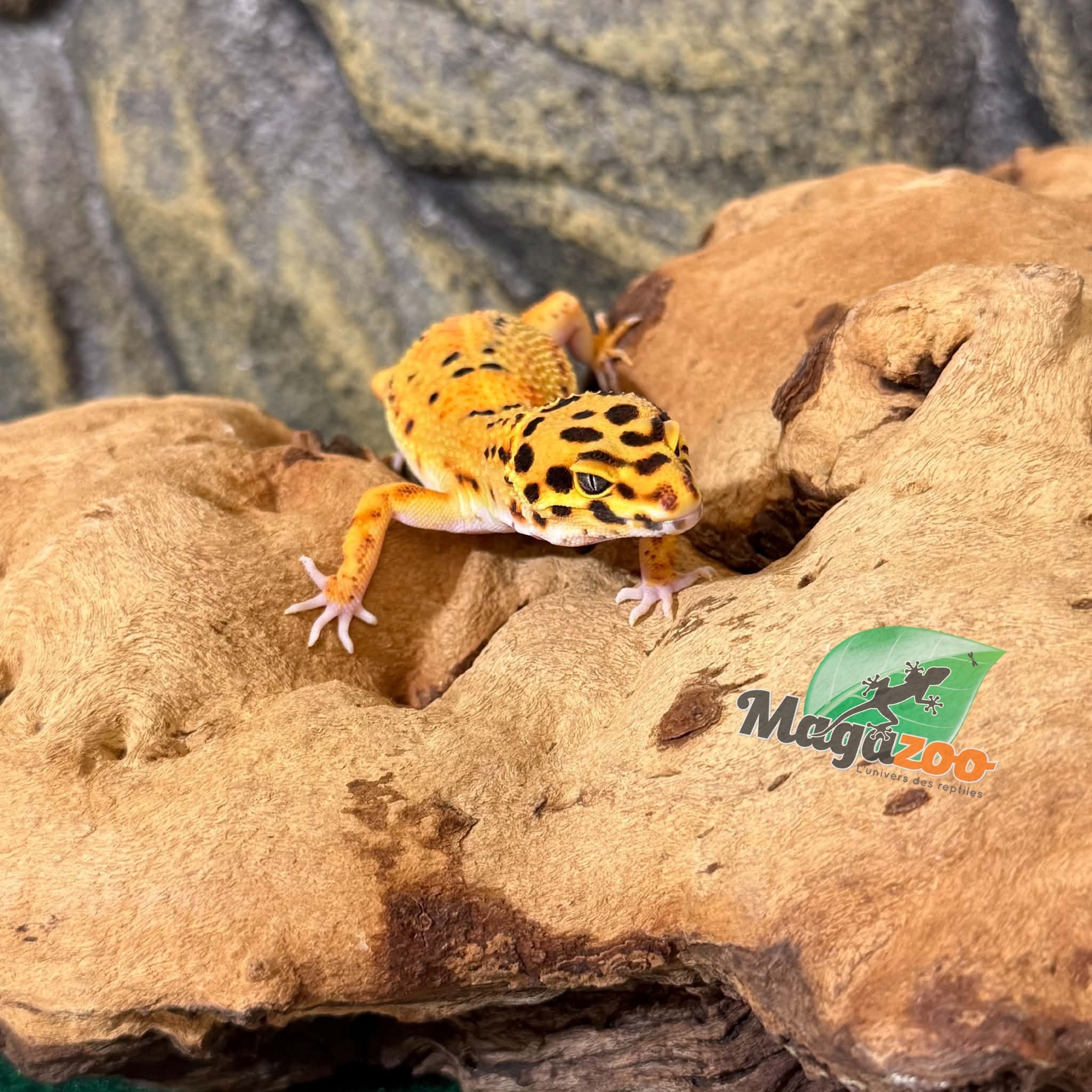 Magazoo Female Firebold Leopard Gecko 04/09/26 (SPECIAL ORDER)