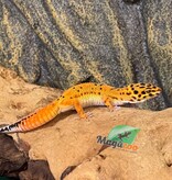 Magazoo Gecko léopard Firebold femelle 09/04/26  (EN COMMANDE SPÉCIAL)