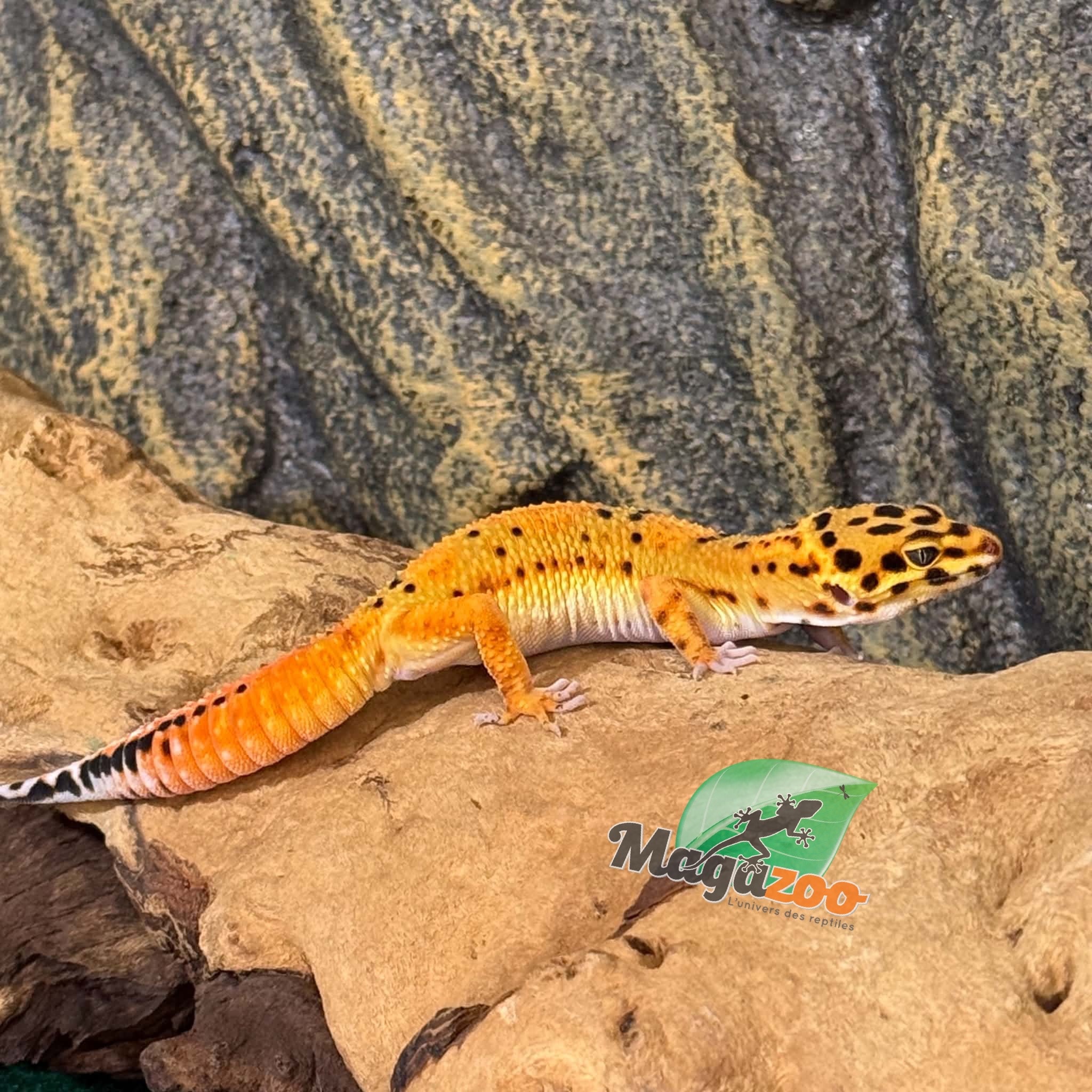 Magazoo Gecko léopard Firebold femelle 09/04/26  (EN COMMANDE SPÉCIAL)