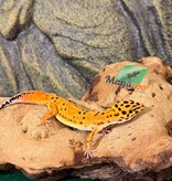 Magazoo Female Firebold Leopard Gecko 04/09/26 (SPECIAL ORDER)
