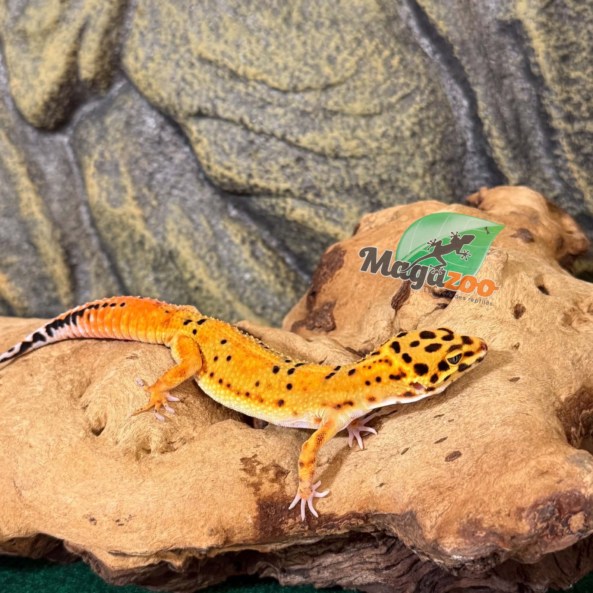 Magazoo Gecko léopard Firebold femelle 09/04/26  (EN COMMANDE SPÉCIAL)
