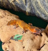 Magazoo Female Tangerine poss. blacknight Leopard Gecko 03/29/26 (SPECIAL ORDER)
