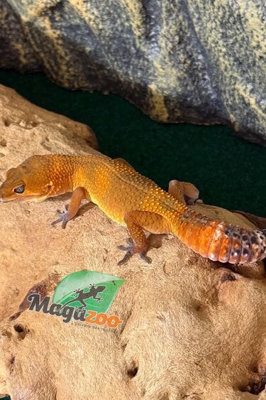 Magazoo Female Tangerine poss. blacknight Leopard Gecko 03/29/26 (SPECIAL ORDER)