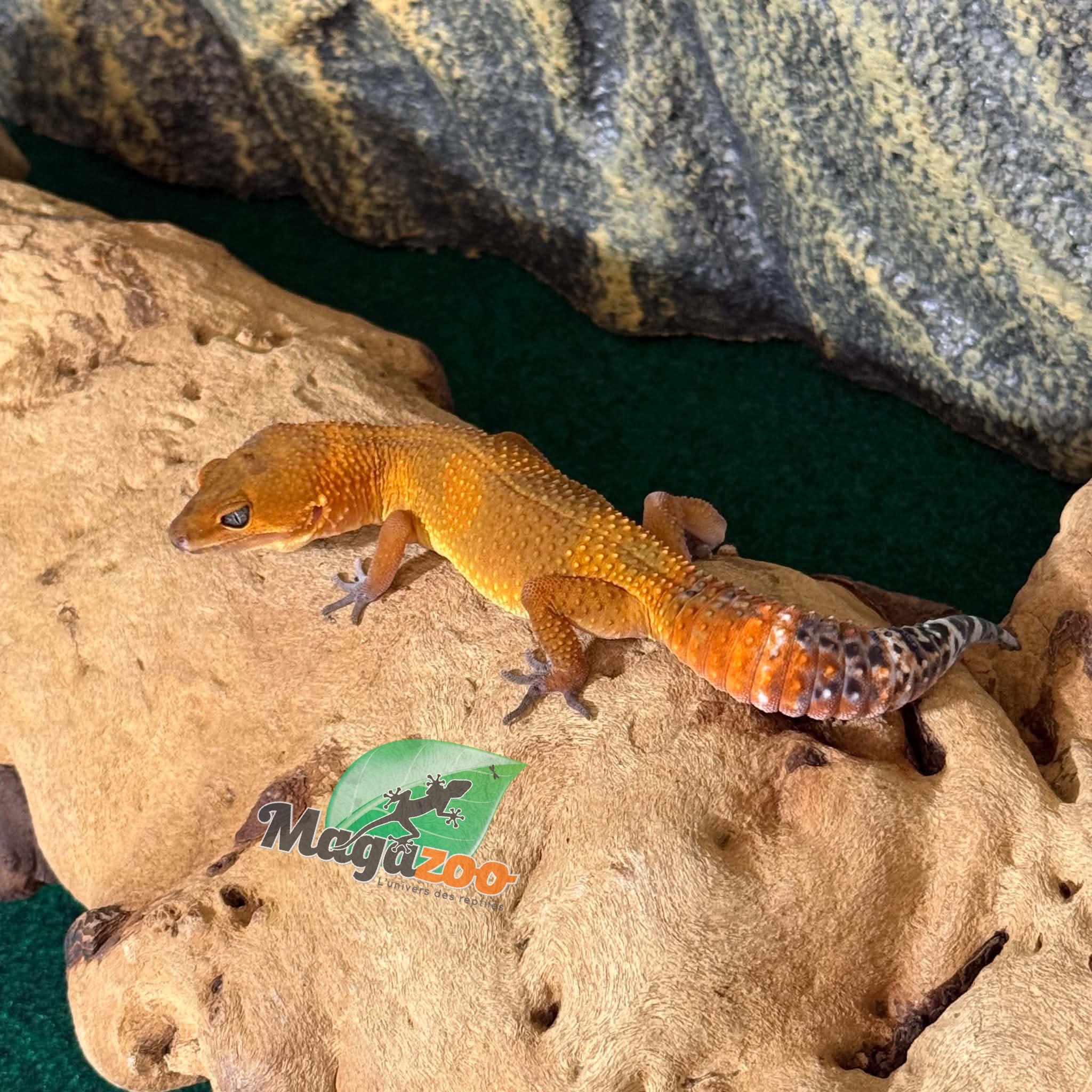 Magazoo Female Tangerine poss. blacknight Leopard Gecko 03/29/26 (SPECIAL ORDER)