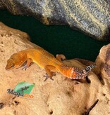 Magazoo Female Tangerine poss. blacknight Leopard Gecko 03/29/26 (SPECIAL ORDER)