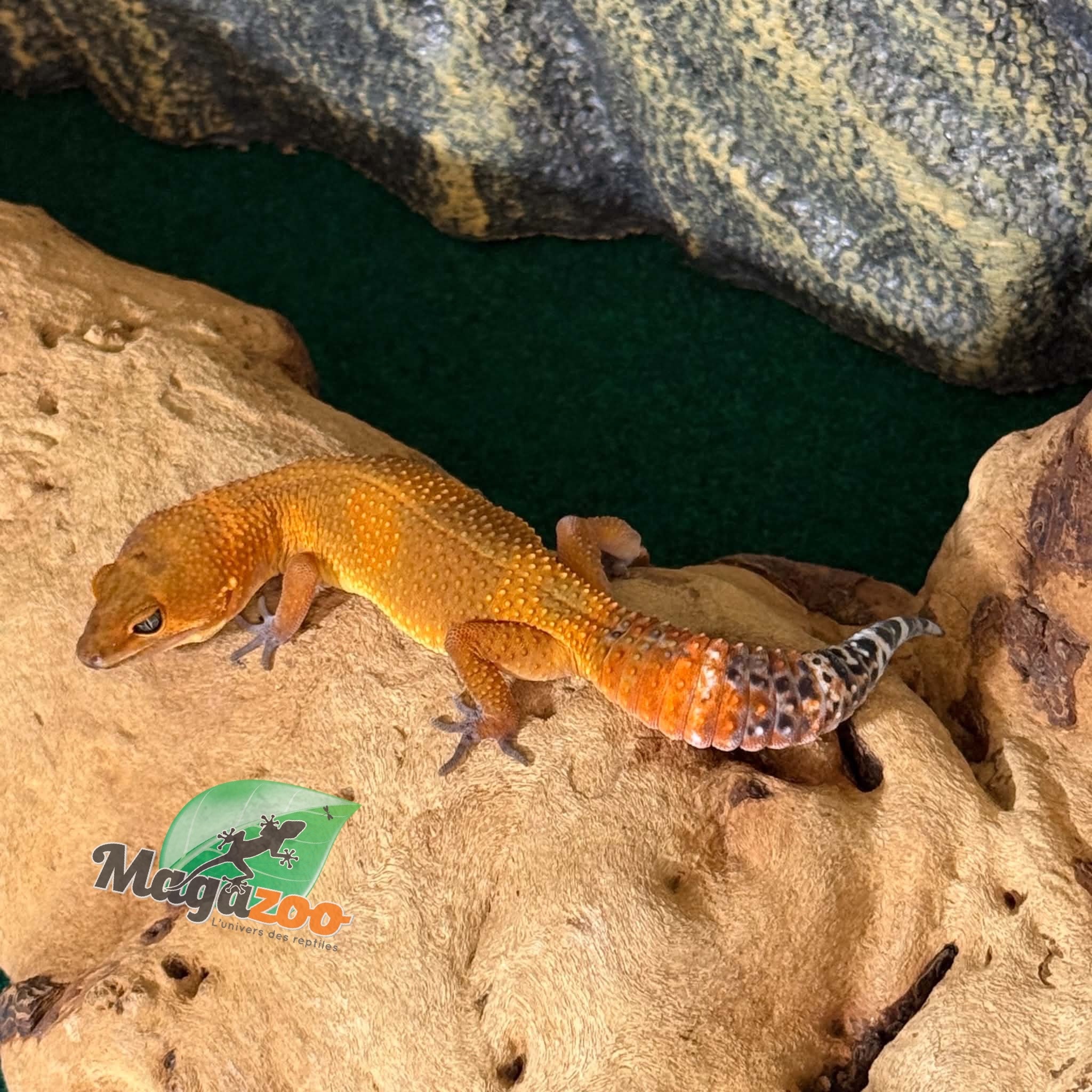 Magazoo Gecko léopard Tangerine poss. blacknight femelle 29/03/26  (EN COMMANDE SPÉCIAL)