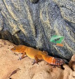 Magazoo Female Tangerine poss. blacknight Leopard Gecko 03/29/26 (SPECIAL ORDER)