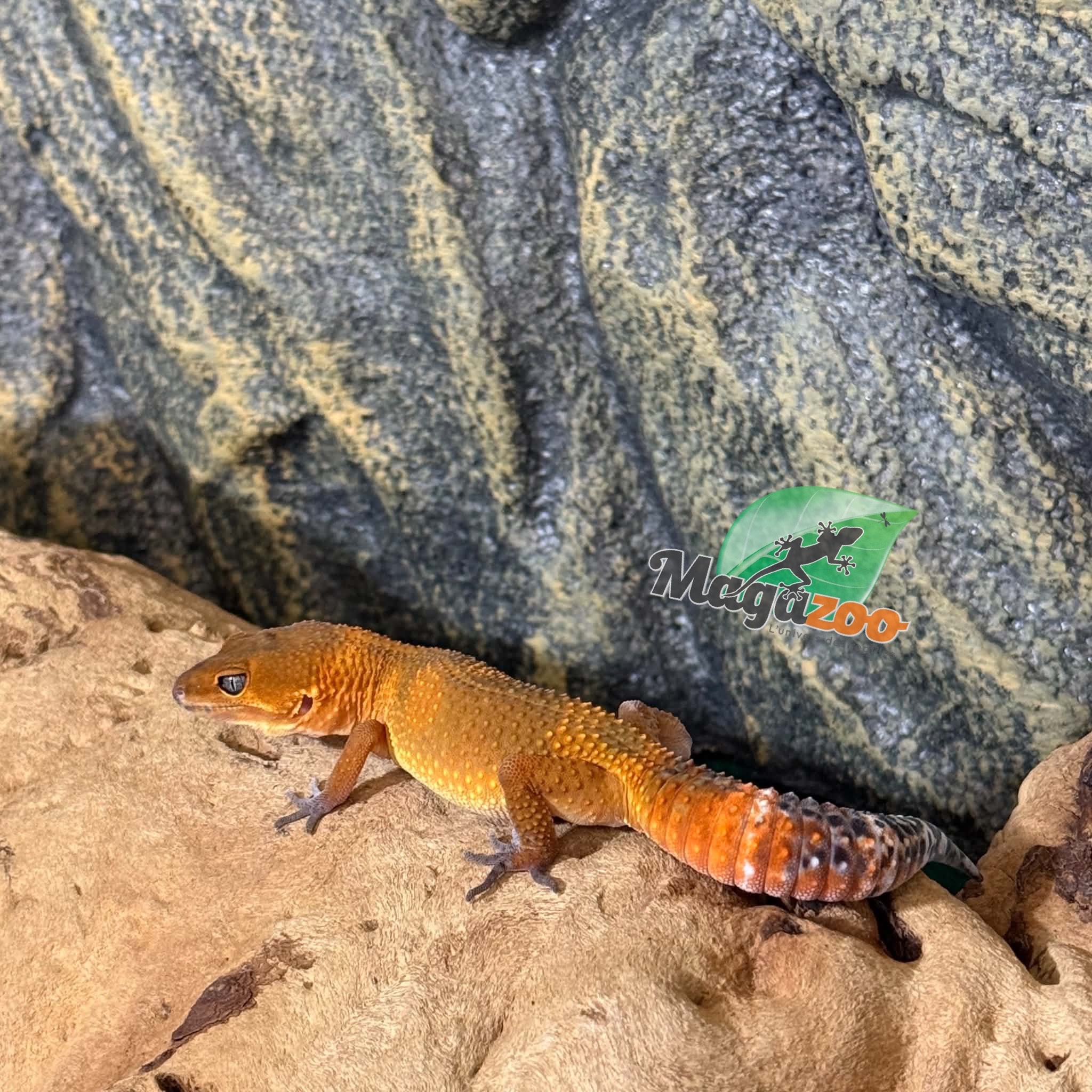 Magazoo Female Tangerine poss. blacknight Leopard Gecko 03/29/26 (SPECIAL ORDER)