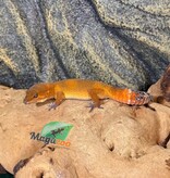 Magazoo Female Tangerine poss. blacknight Leopard Gecko 03/29/26 (SPECIAL ORDER)
