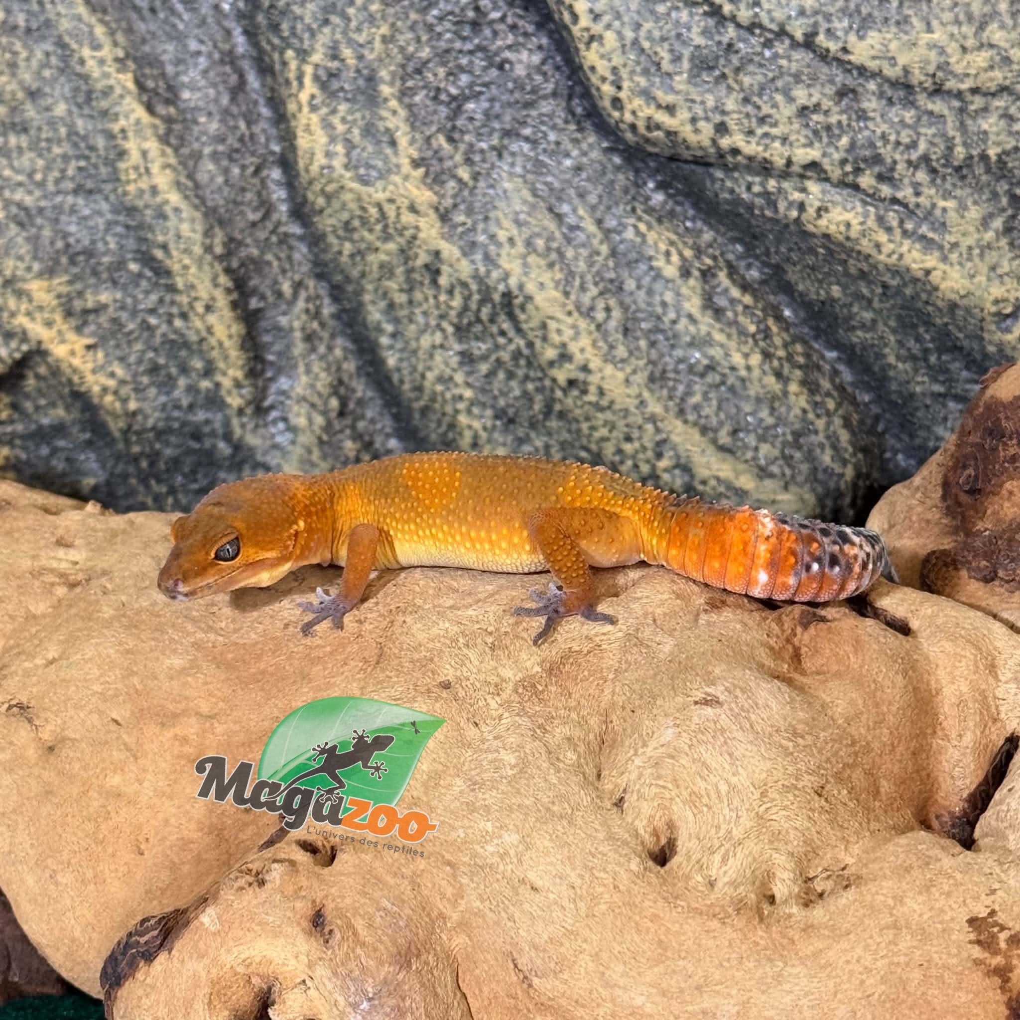 Magazoo Gecko léopard Tangerine poss. blacknight femelle 29/03/26  (EN COMMANDE SPÉCIAL)