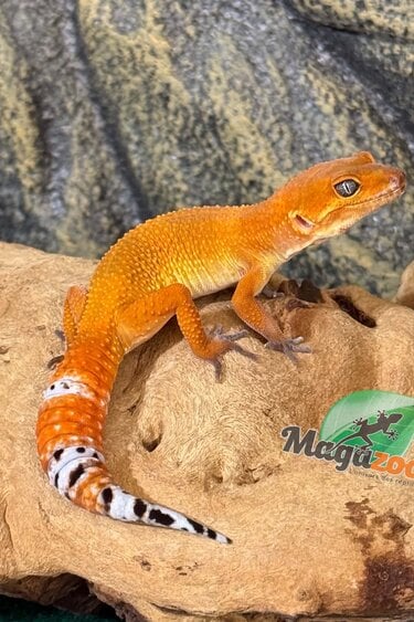 Magazoo Gecko léopard Tangerine Electric femelle 28/03/26 (EN COMMANDE SPÉCIAL)