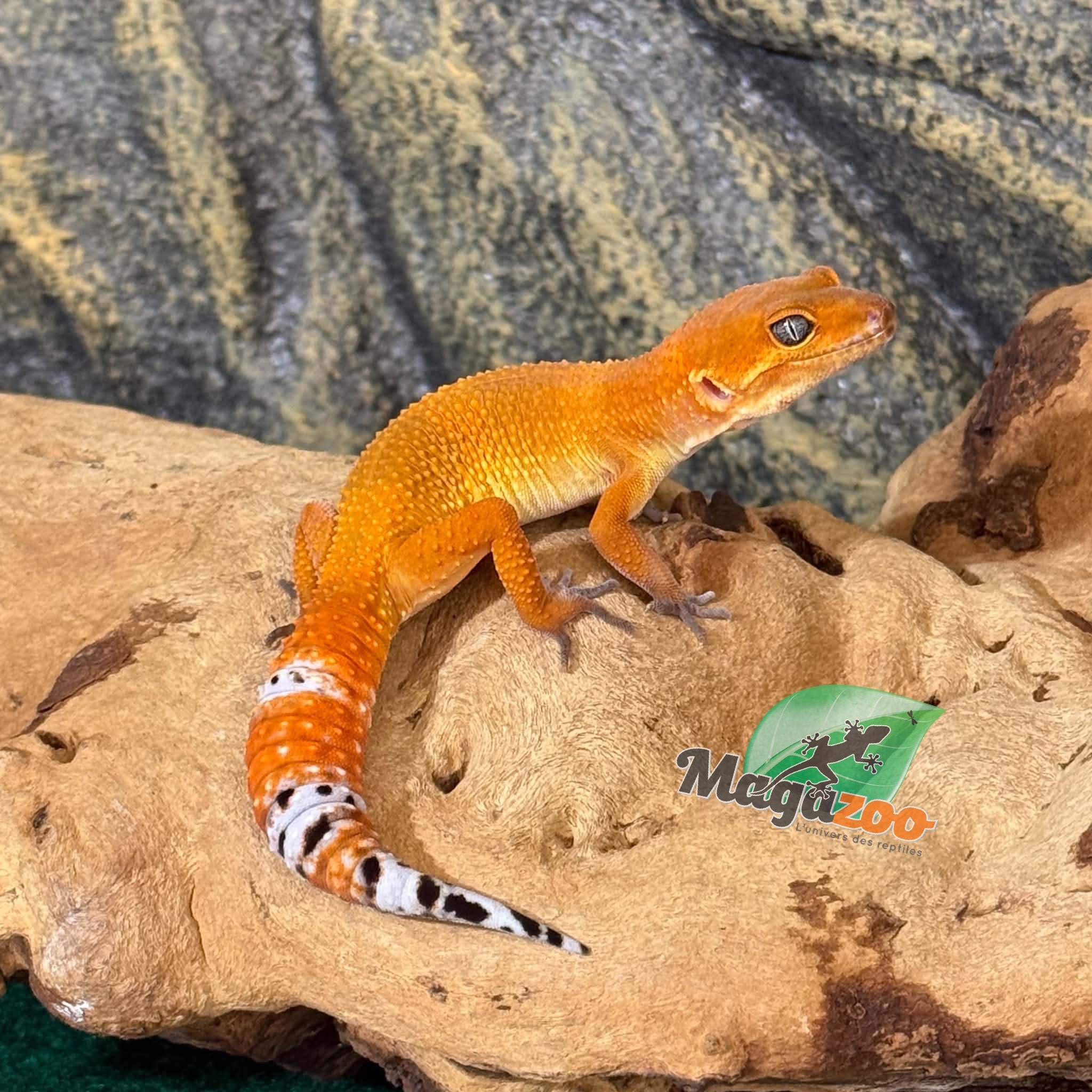 Magazoo Gecko léopard Tangerine Electric femelle 28/03/26 (EN COMMANDE SPÉCIAL)