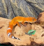 Magazoo Female Tangerine Electric Leopard Gecko 03/28/26 (SPECIAL ORDER)