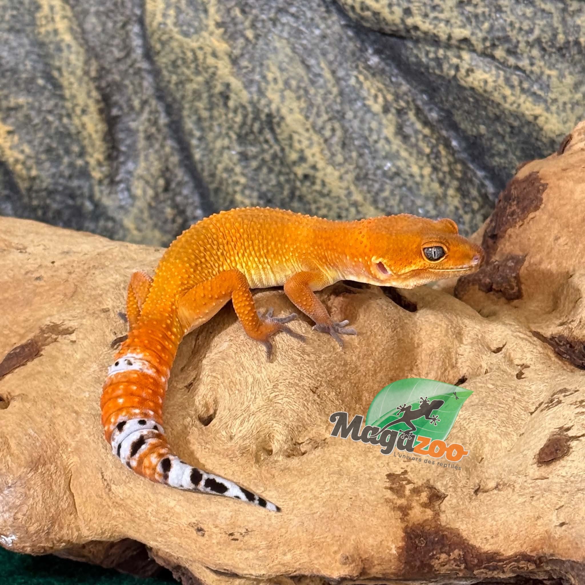 Magazoo Gecko léopard Tangerine Electric femelle 28/03/26 (EN COMMANDE SPÉCIAL)