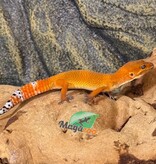 Magazoo Female Tangerine Electric Leopard Gecko 03/28/26 (SPECIAL ORDER)