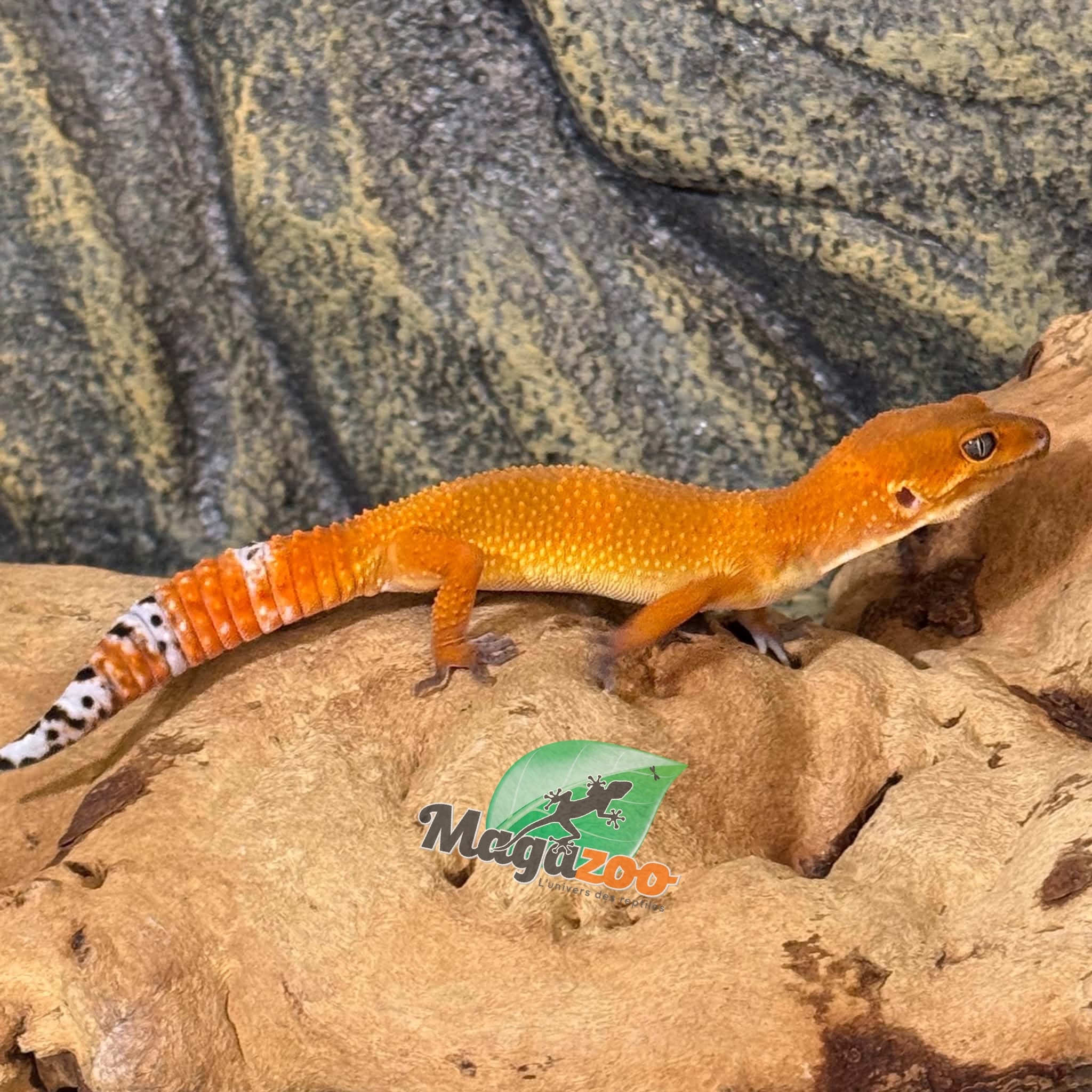 Magazoo Gecko léopard Tangerine Electric femelle 28/03/26 (EN COMMANDE SPÉCIAL)