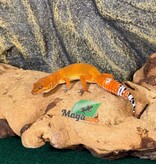 Magazoo Female Tangerine Electric Leopard Gecko 03/28/26 (SPECIAL ORDER)