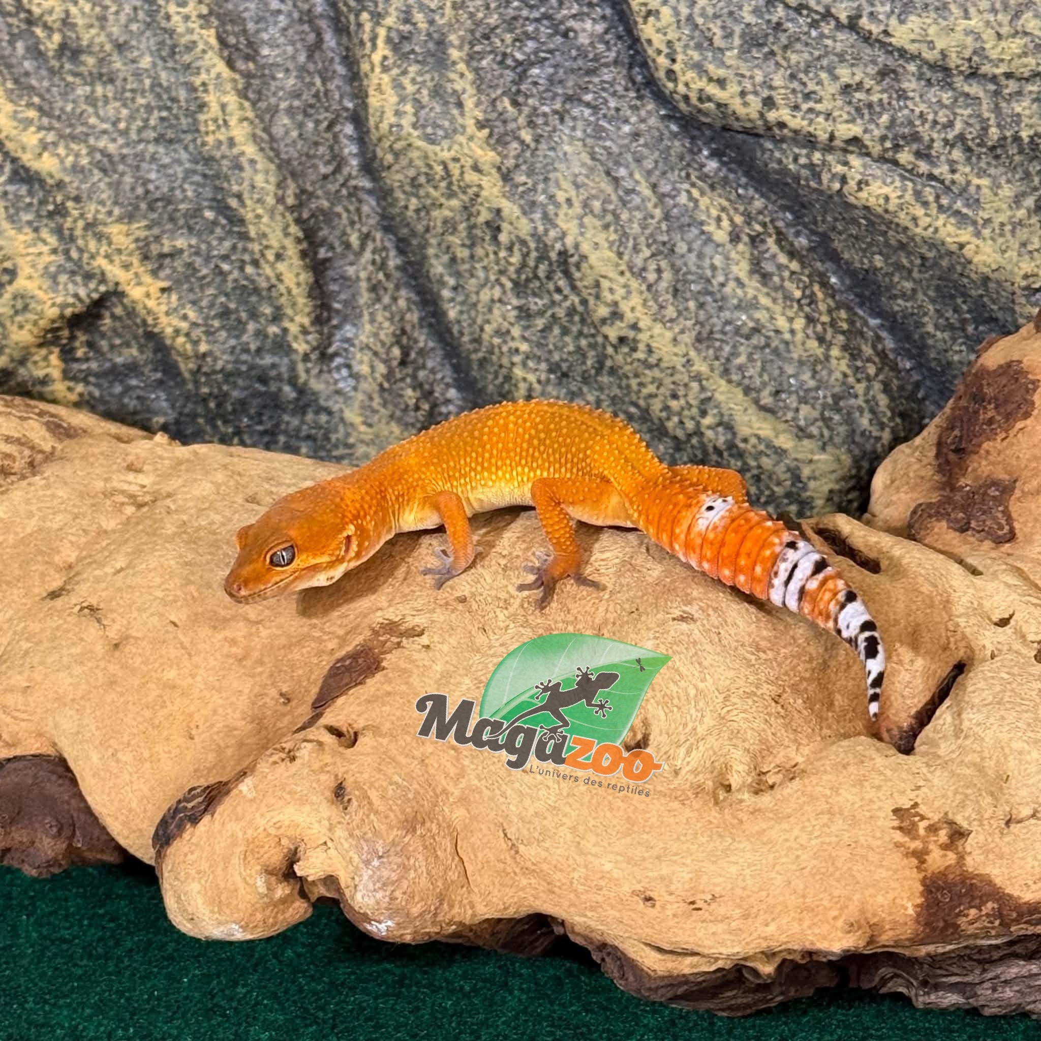 Magazoo Female Tangerine Electric Leopard Gecko 03/28/26 (SPECIAL ORDER)