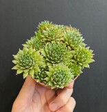 Magazoo Plante Sempervivum 'Roue verte' (Green Wheel)