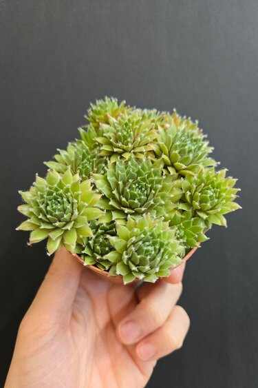 Magazoo Sempervivum 'Green Wheel' Plant