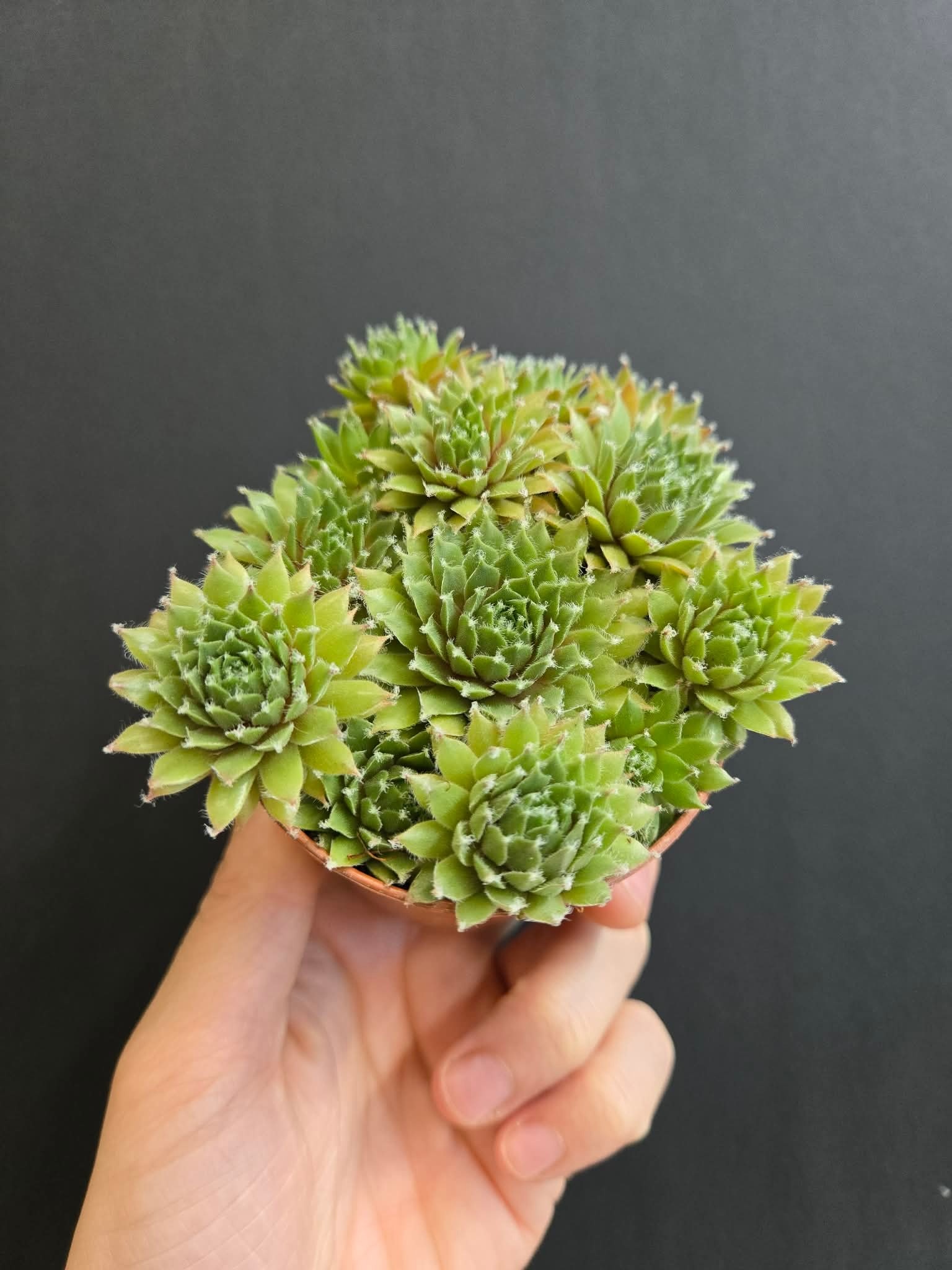 Magazoo Sempervivum 'Green Wheel' Plant