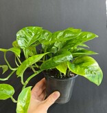 Magazoo Epipremnum aureum 'Lemon meringue' Plant