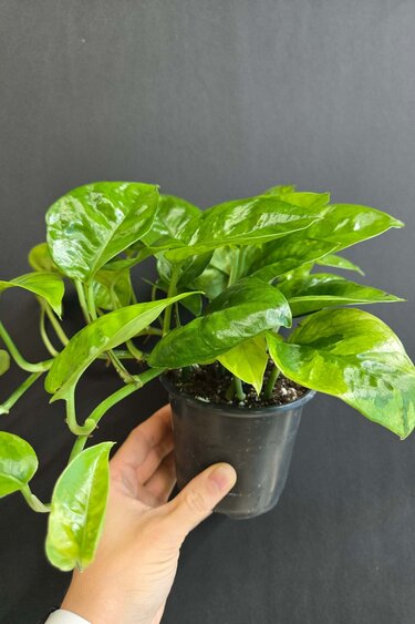 Magazoo Plante Epipremnum aureum 'Lemon meringue'