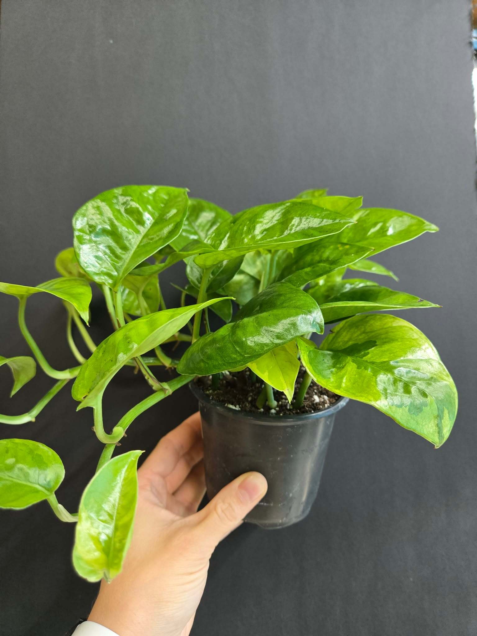 Magazoo Epipremnum aureum 'Lemon meringue' Plant