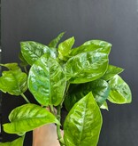 Magazoo Epipremnum aureum 'Lemon meringue' Plant