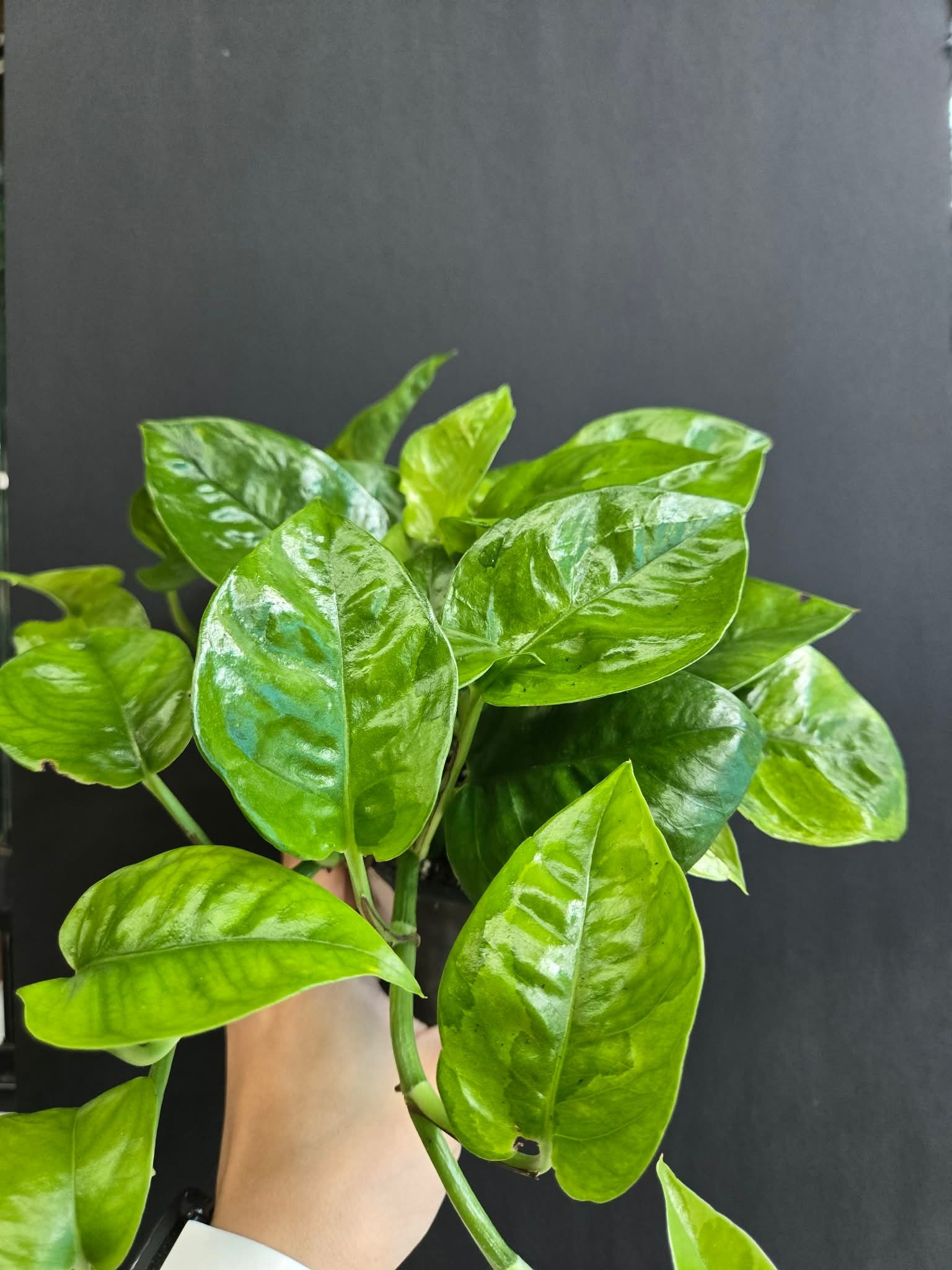 Magazoo Epipremnum aureum 'Lemon meringue' Plant