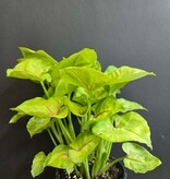 Magazoo Syngonium podophyllum ''Kiwi Delight'' Plant